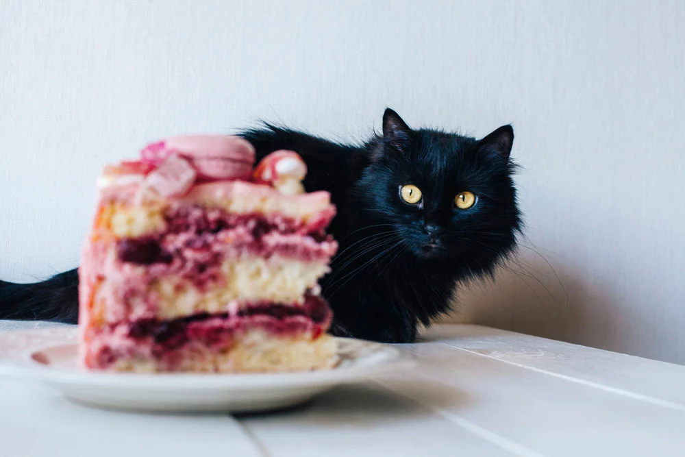 The Cat and the cake