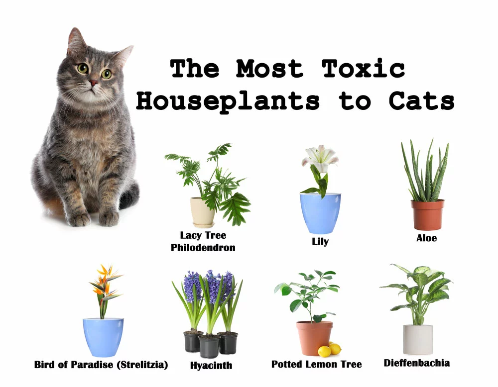 Several harmful houseplants