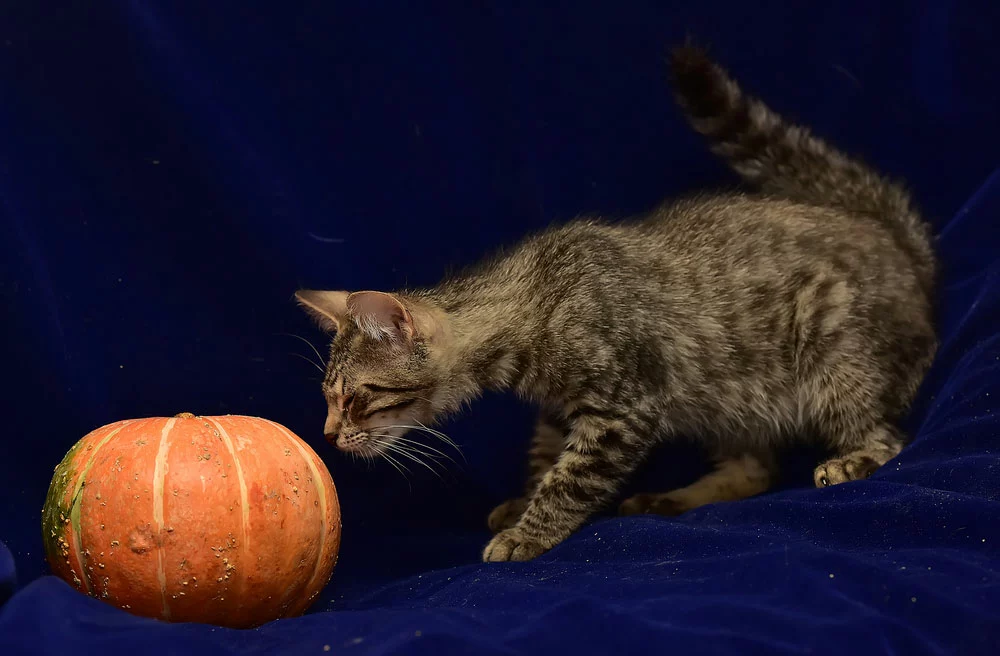 Does Pumpkin Help Cats with Diarrhea:
A stripped kitten and a pumpkin are in front.