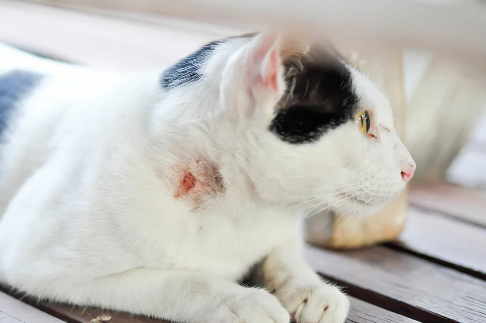 A cat with a bald patch on its neck