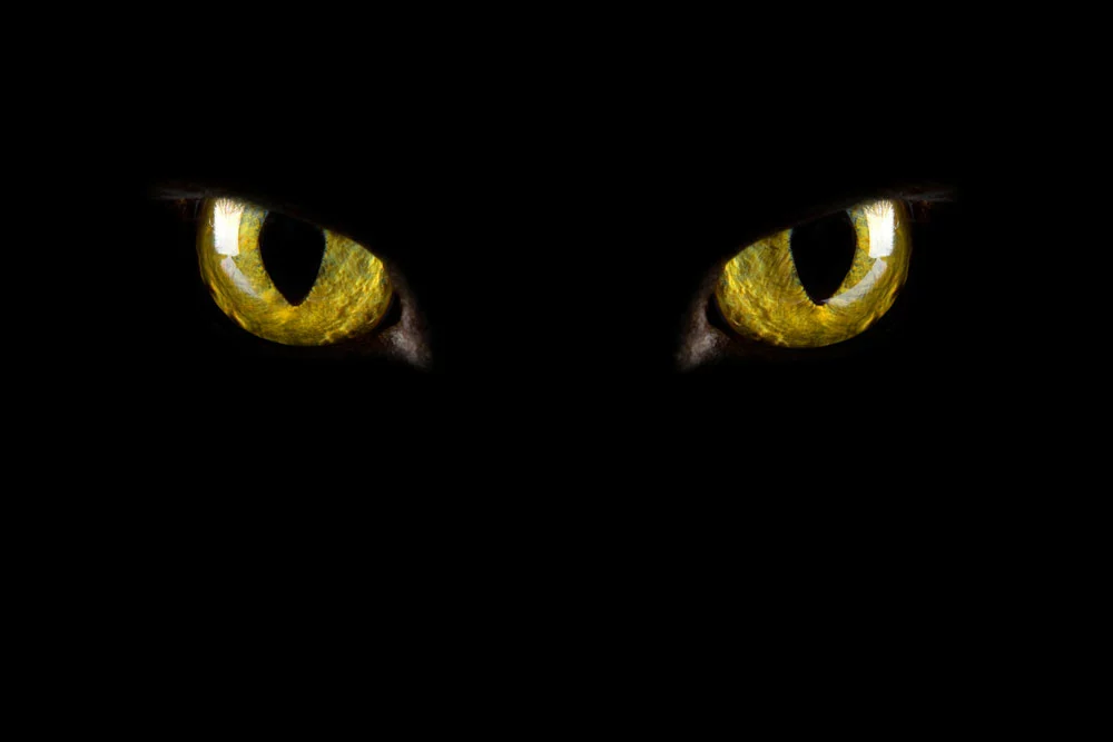 Cat’s eyes glowing in the dark