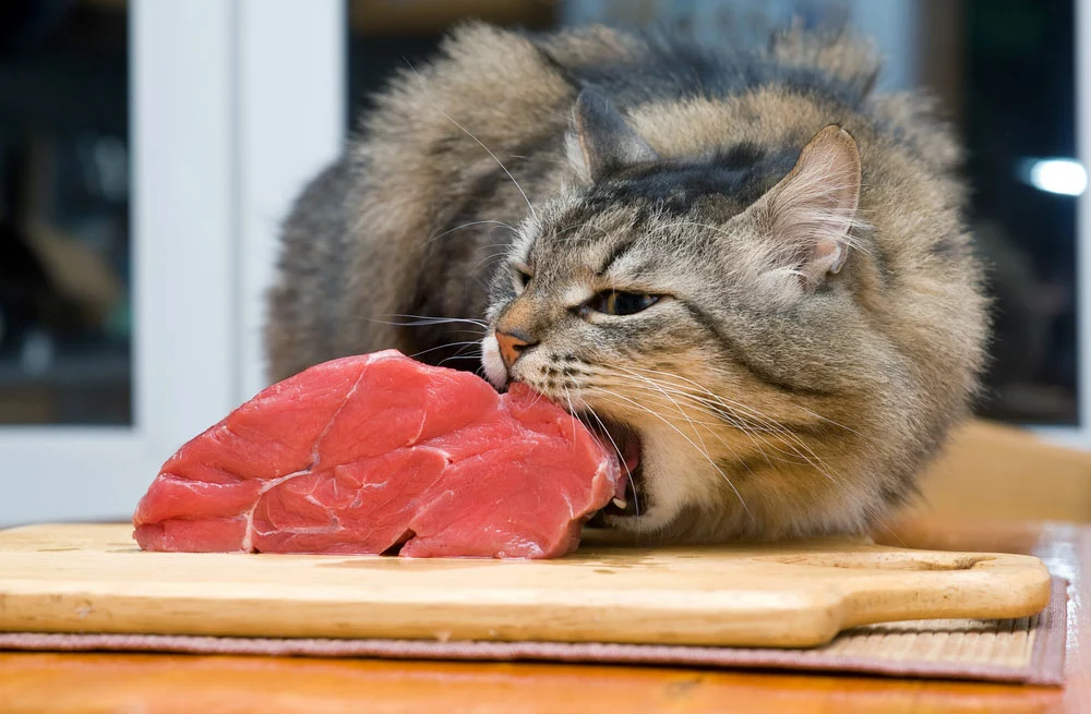 A cat is eating a piece of meat.