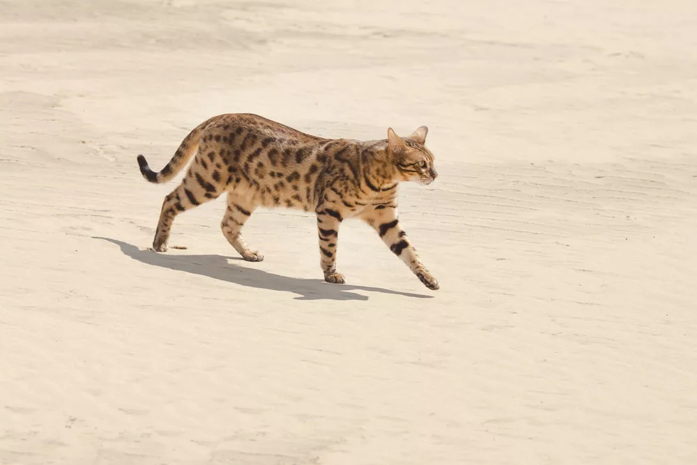 A Savannah cat is in a desert.