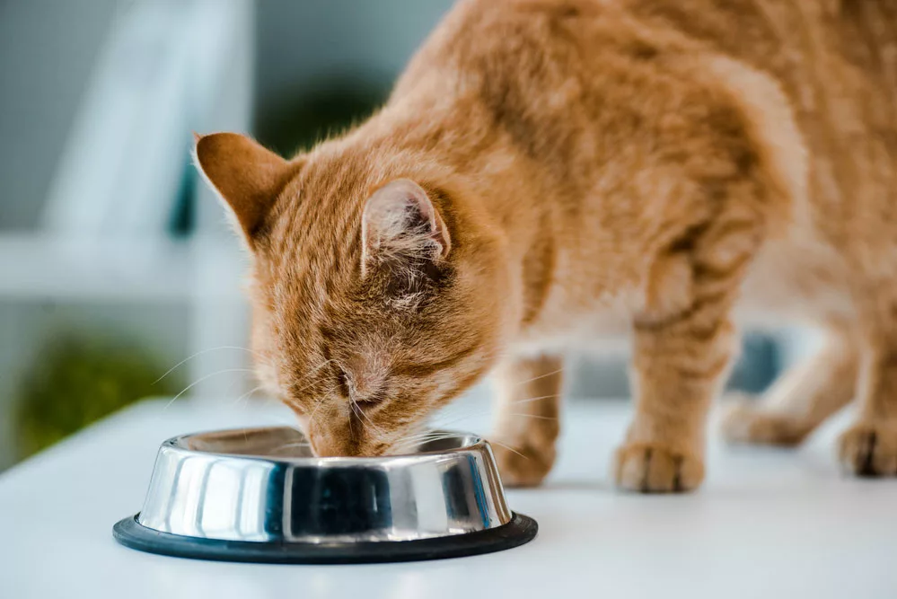 Cute red tabby cat drinking from a metal bowl