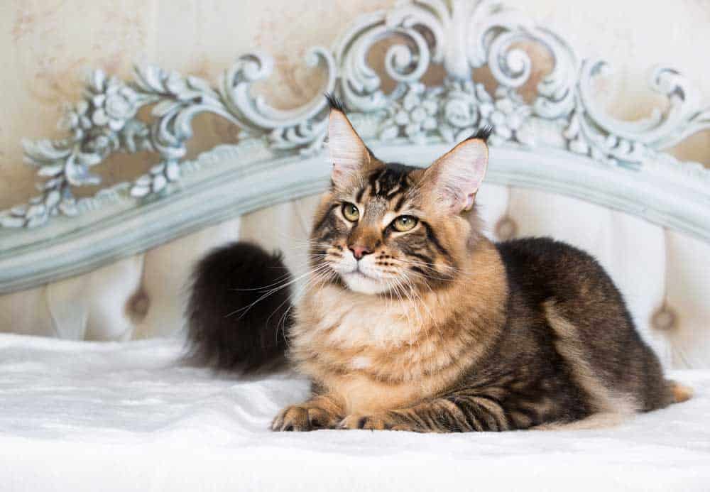 A Maine Coon cat lying on a bed