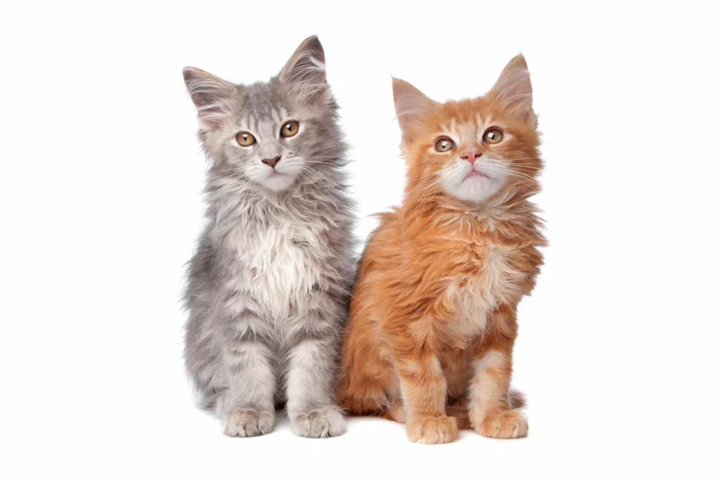 Two different colored Maine Coon kittens