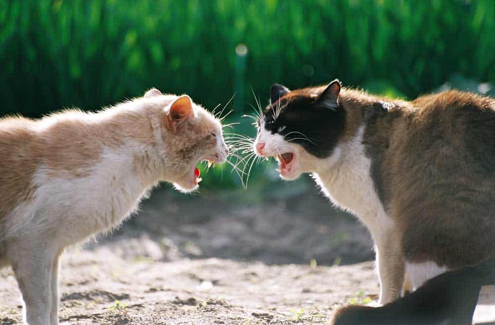 Male Cats vs. Female Cats Pros and Cons – Fighting cats