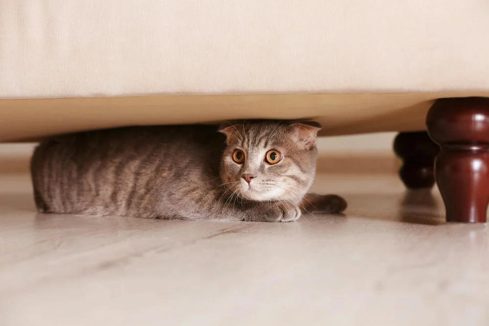 Image of a cat hiding under the sofa