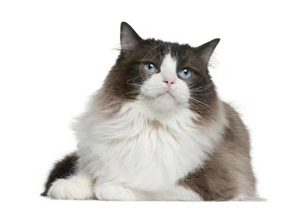 Ragdoll cat sitting in front of white background