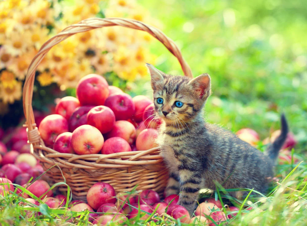 Kitten near a fruit basket