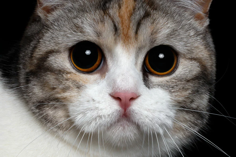 British cat with big round eyes