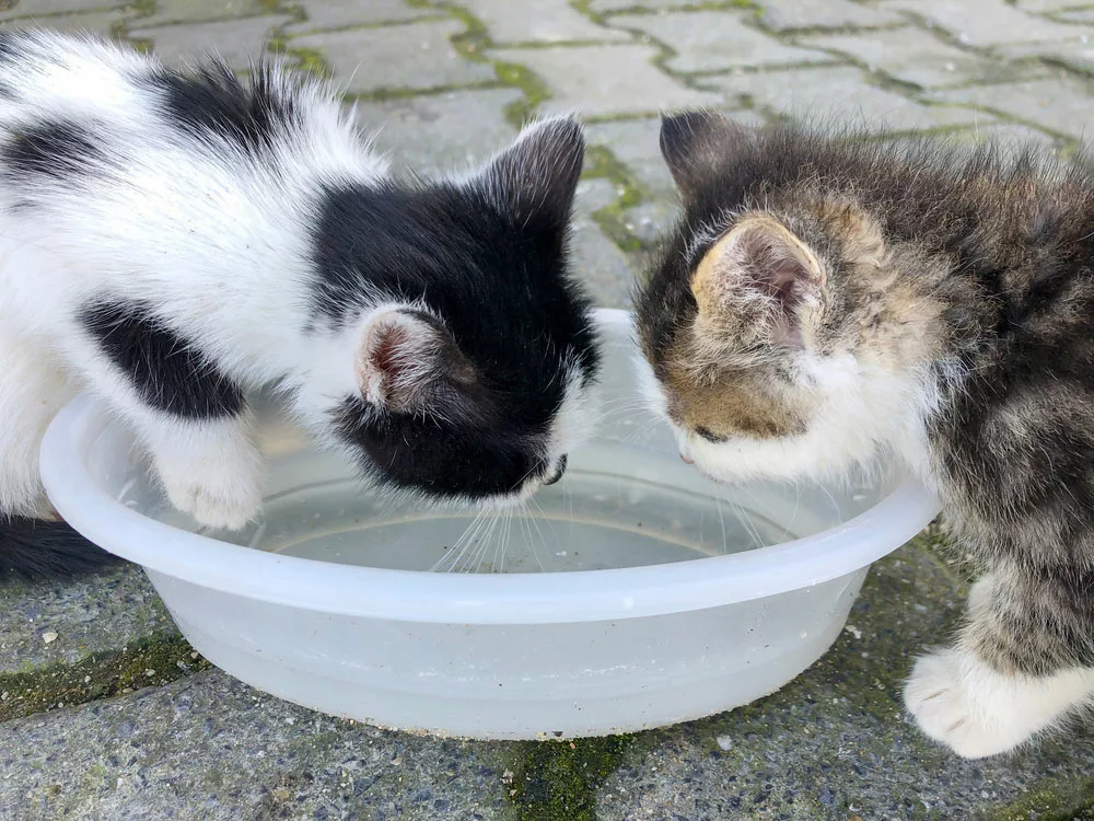 Two kittens are drinking water.