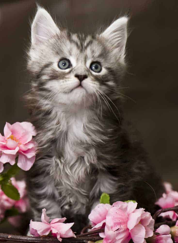 Two Main Coon kittens with flowers