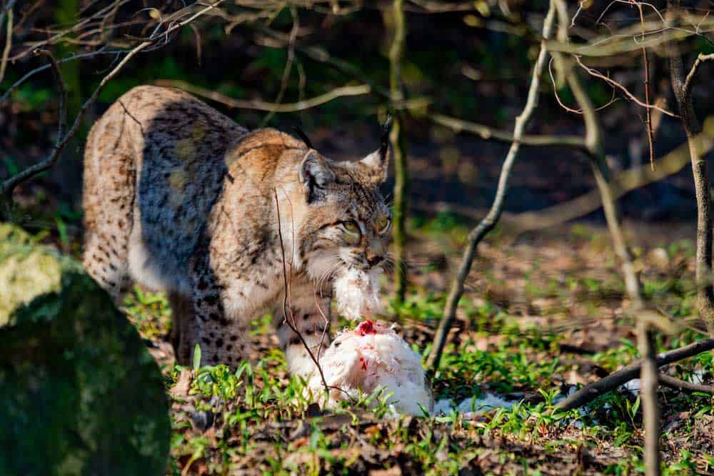 A bobcat with prey in the mouth