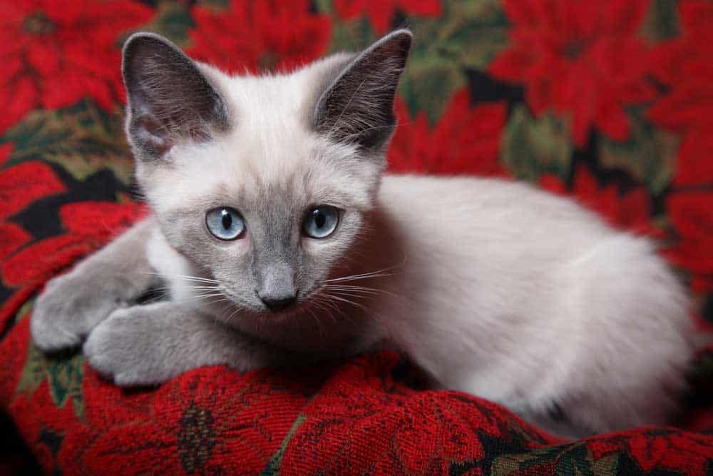 A lilac-point kitten is seated on a red chair.