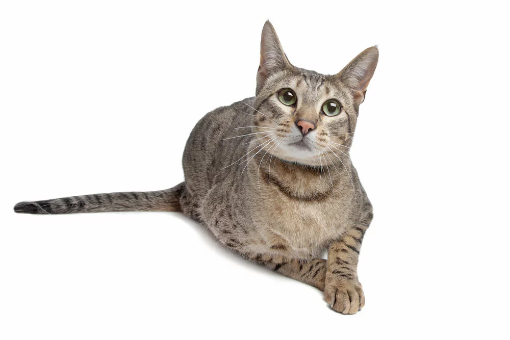 A Savannah cat is sitting in front of a white background.