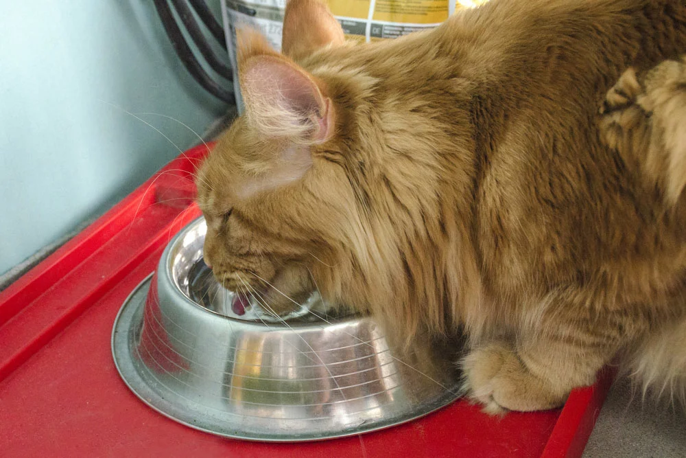 a cat drinking water