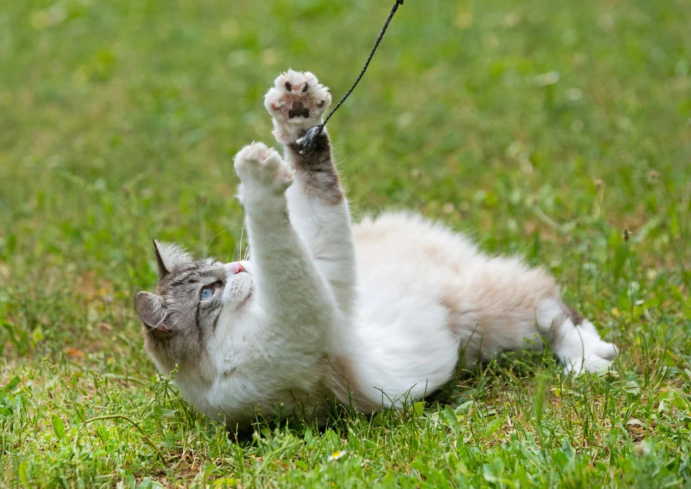 A Ragdoll cat is playing in the garden.