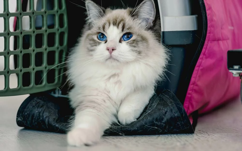 A Ragdoll cat is sitting on a carrier with an open door.