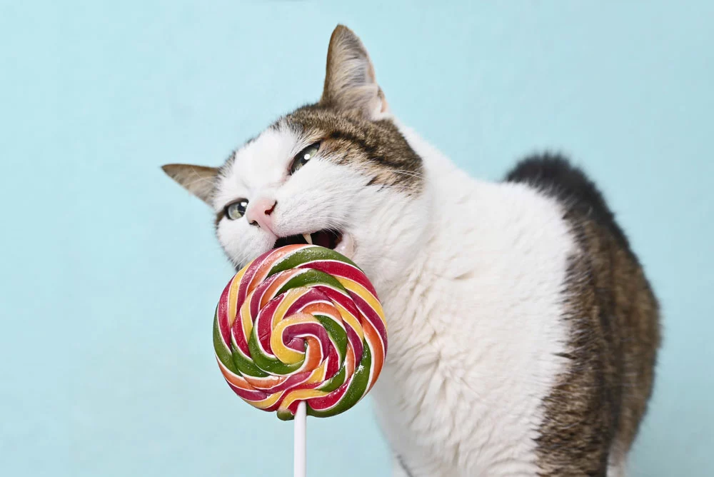 cat eating lollipop