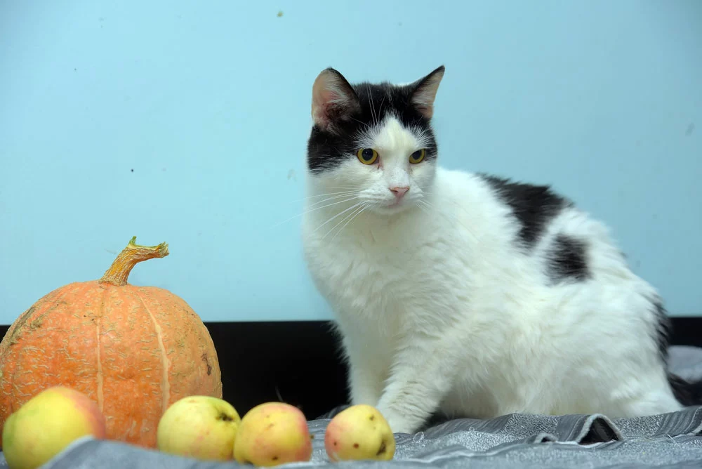 Does Pumpkin Help Cats with Diarrhea: A cat and a pumpkin. 
