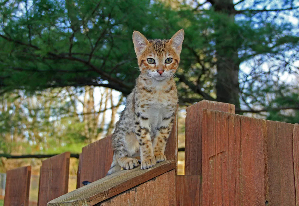 A Serval Savannah kitten is on a wooden fence.