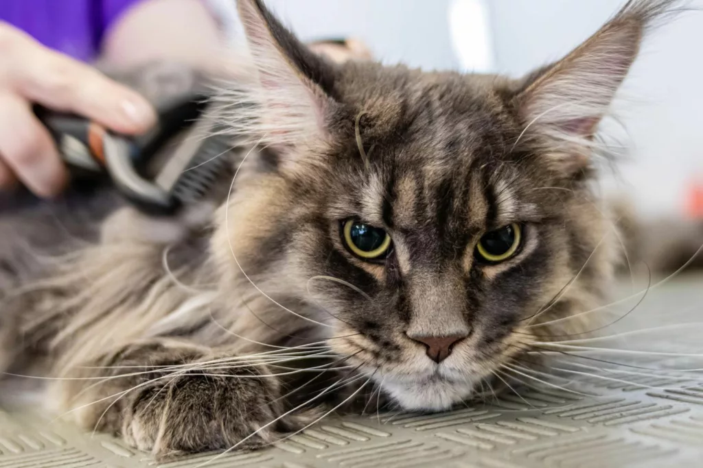Maine Coon cat brushing by a professional groomer in the salon