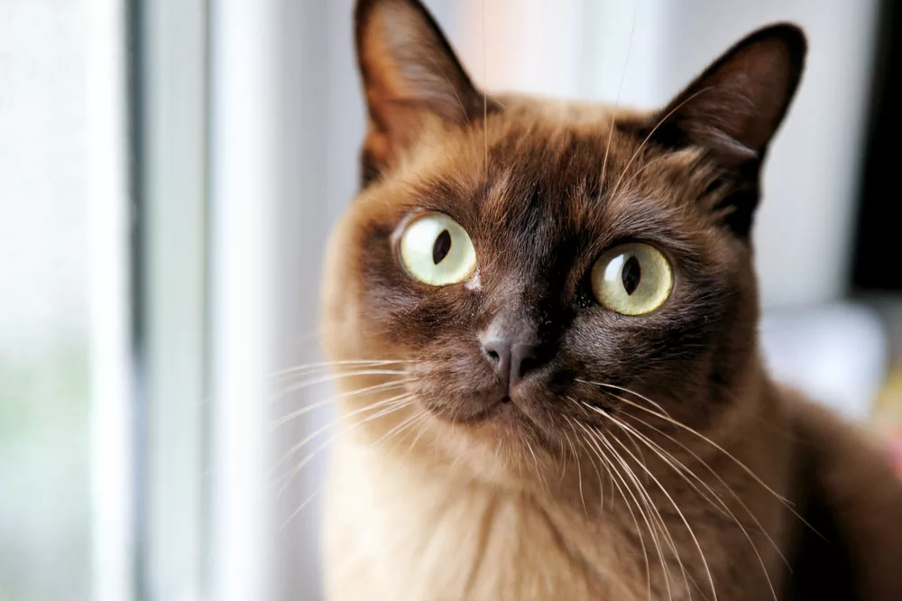 a close-up of a Burmese cat