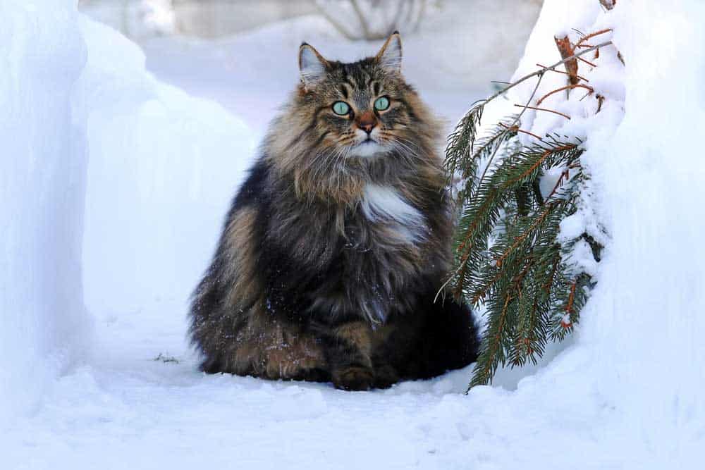 A cat outdoors in the winter in the high snow