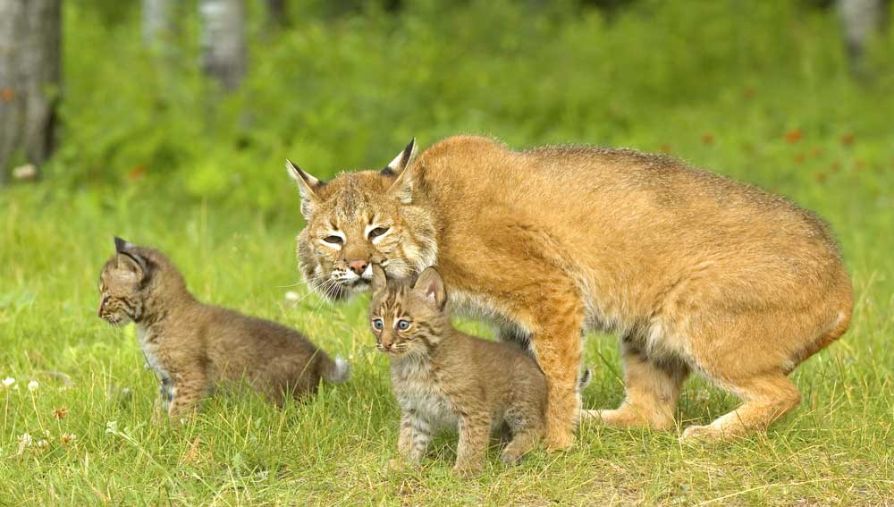Bobcat family in the wild