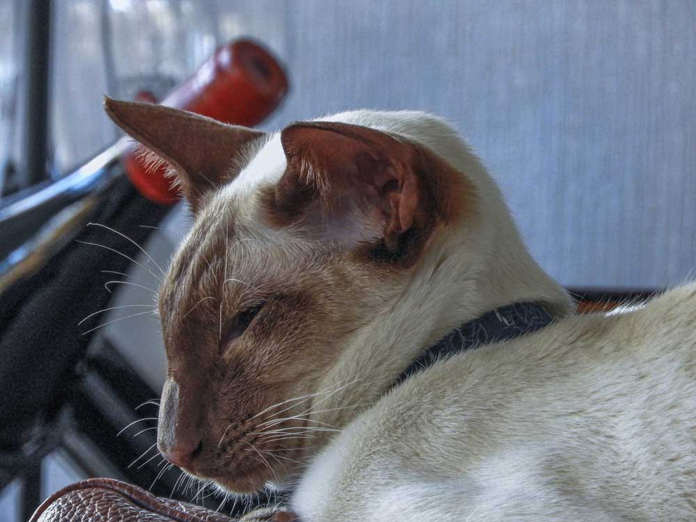 A cinnamon-point cat is sleeping next to a bottle of wine.