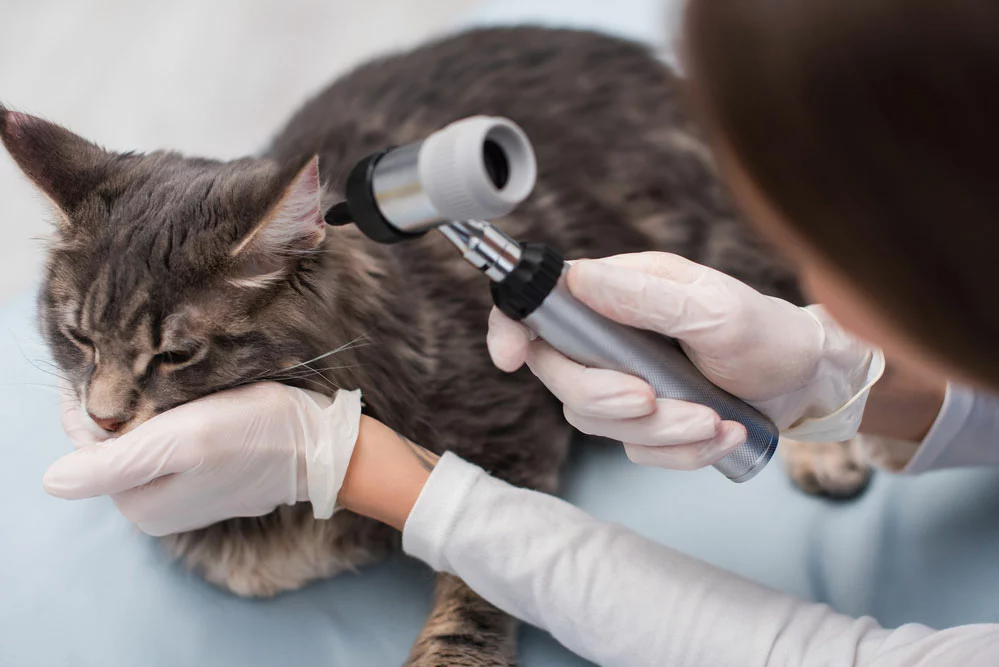 A vet is examining a Maine Coon cat in a clinic.