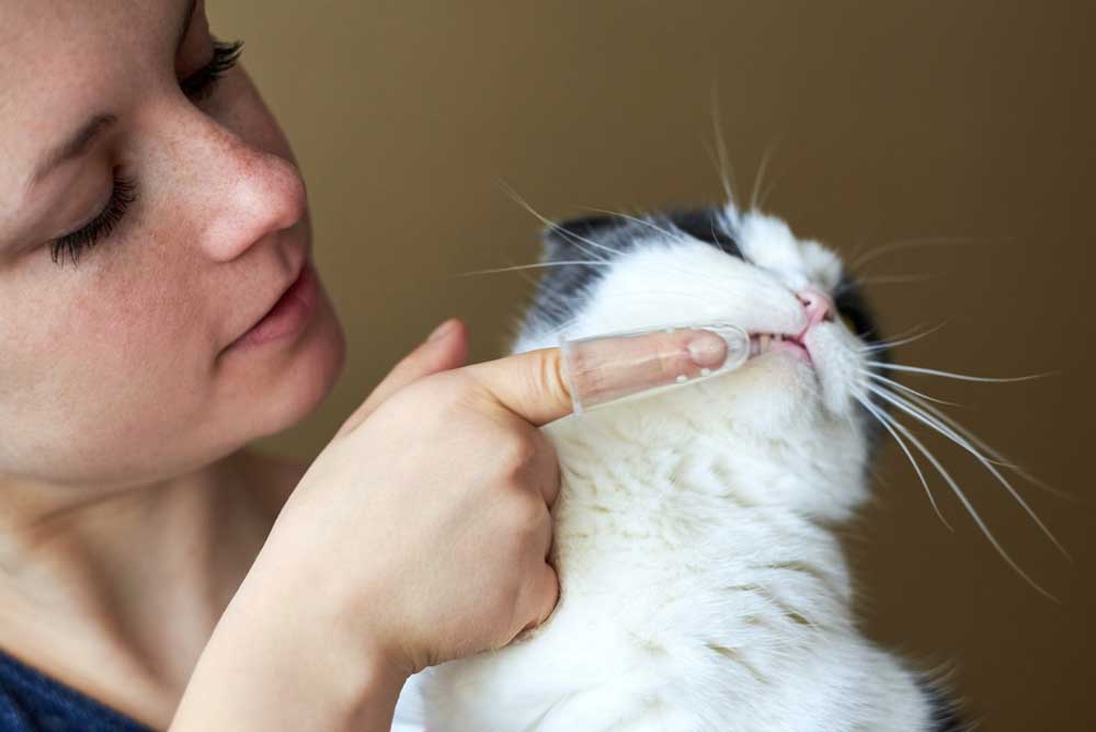 Silicone toothbrush with a veterinary dental gel for cats