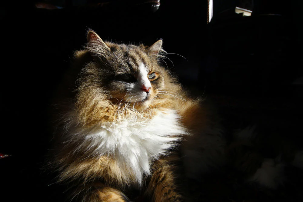 A purebred Ragamuffin cat is resting in sunlight in a room.