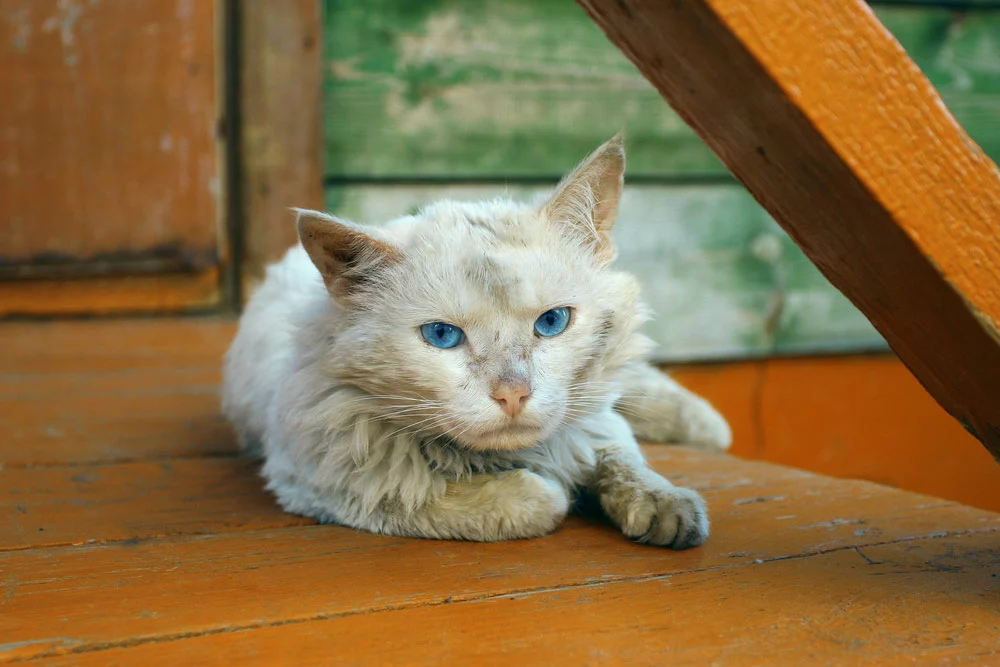 Image of a senior cat resting