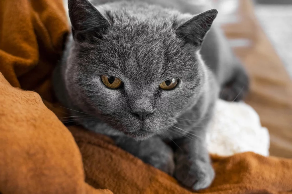 A gray Chartreux cat with yellow eyes is sitting on a couch.
