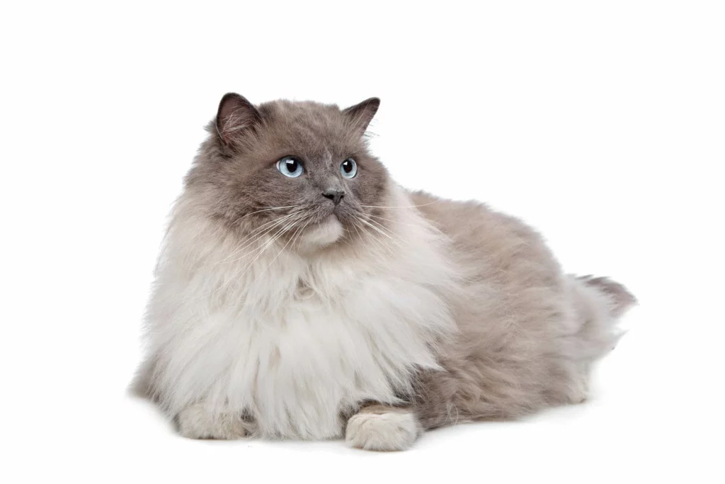 A Ragdoll cat is sitting in front of a white background.