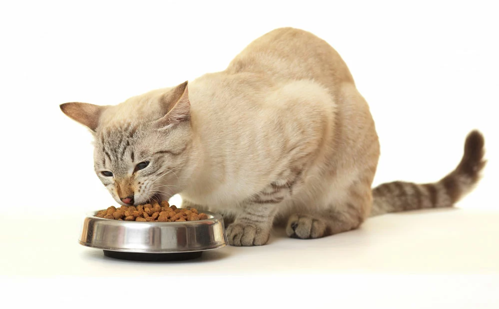 cat eating healthy food