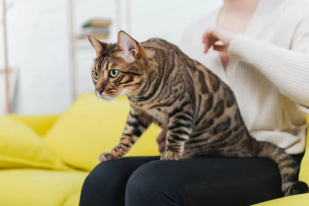 A Bengal cat is seated.
