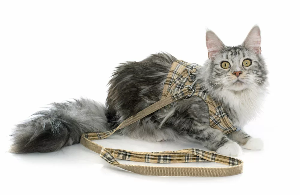 Maine Coon cat and harness