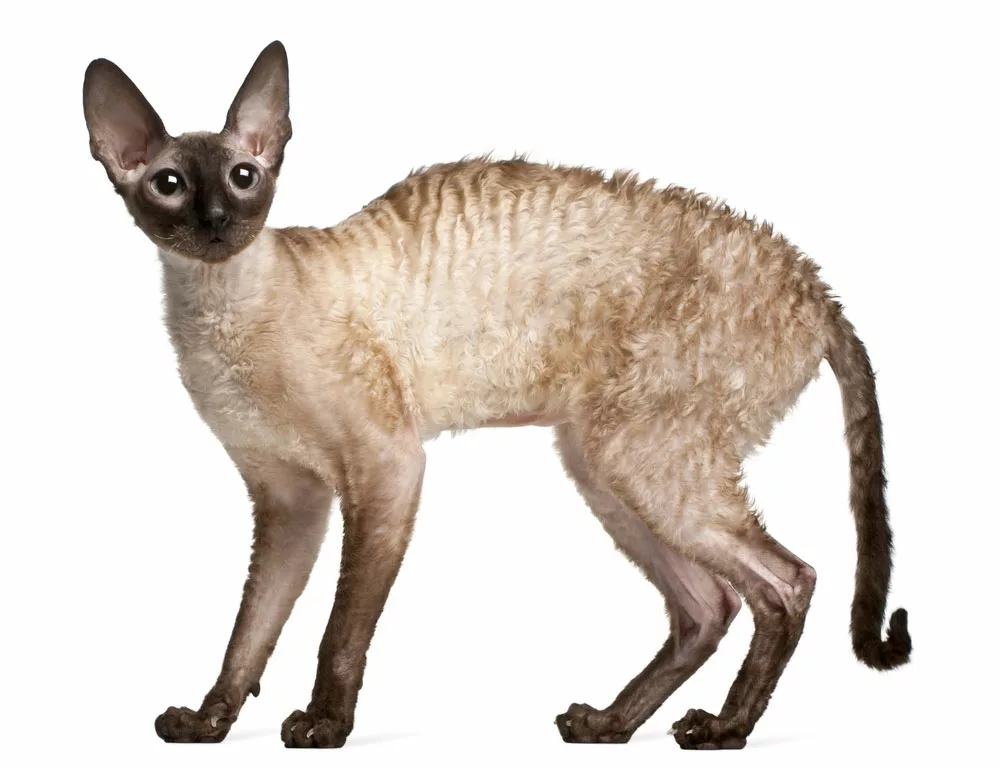 a 14-month-old Cornish rex