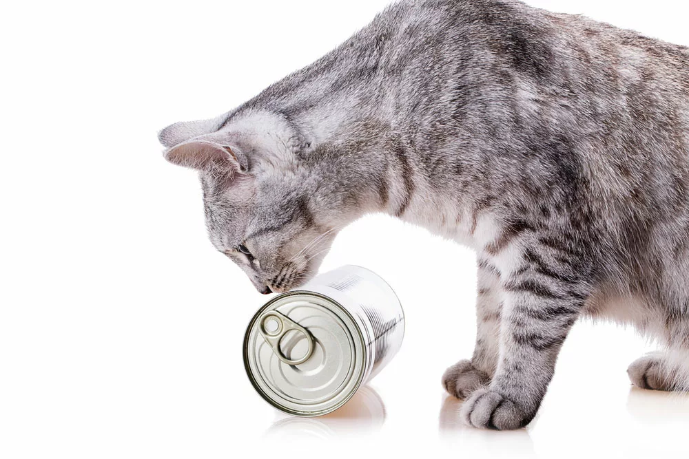 Cat looking at a can