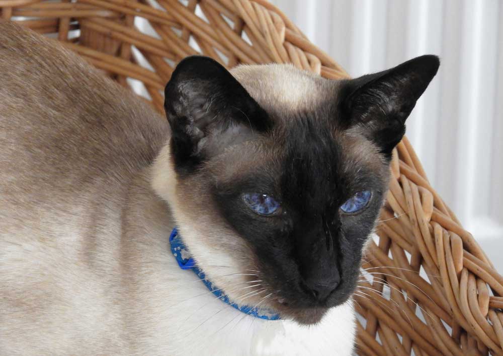 A seal-point siamese cat rests in a wicker basket.