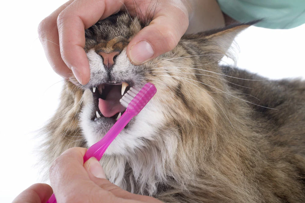 A cat owner is brushing the teeth of his Main Coon cat in a studio.