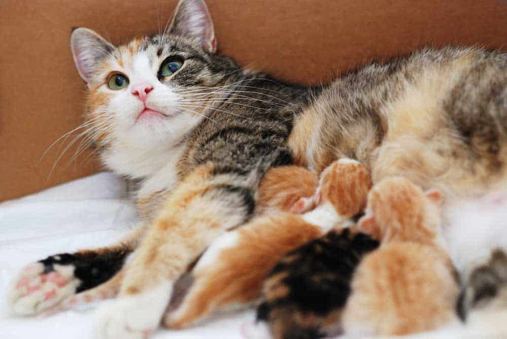 Male Cats vs. Female Cats Pros and Cons – Cat feeding little kittens