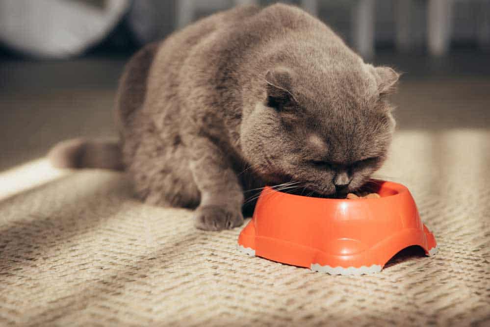 A cat eating dry food with big pellets