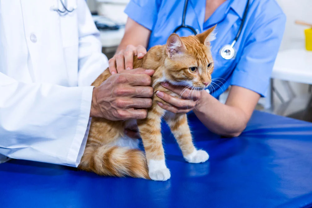 vet attending to a cat