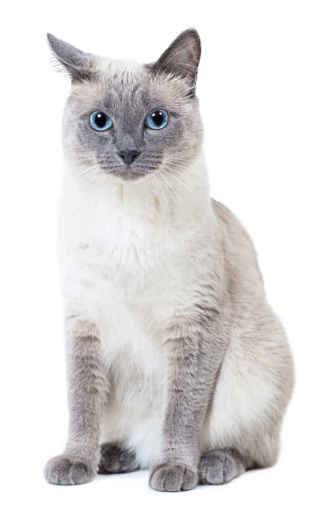 Different Color Siamese Cats - A blue-point siamese cat.