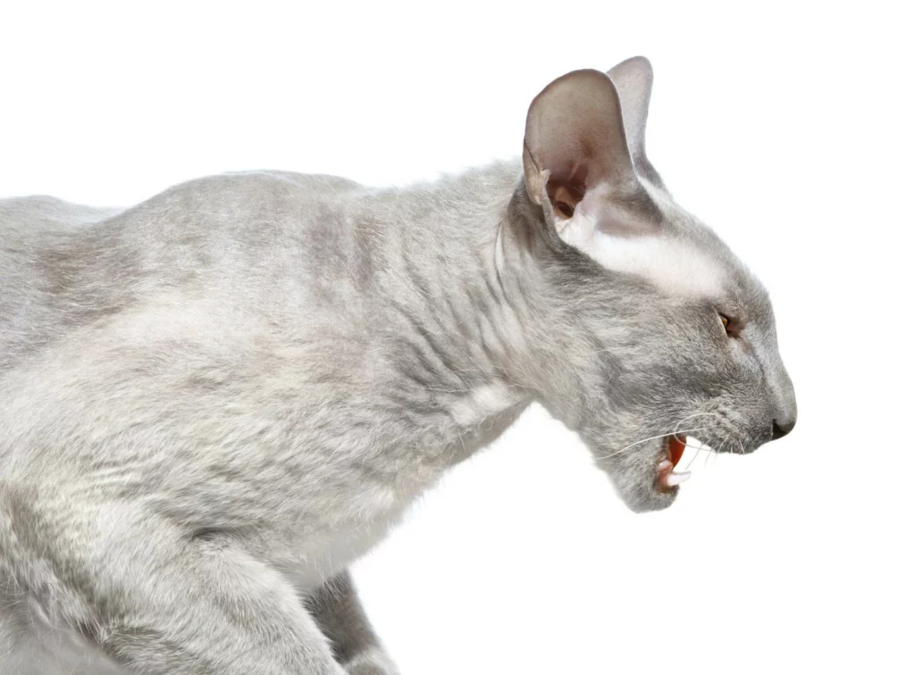 An angry Peterbald cat is meowing.