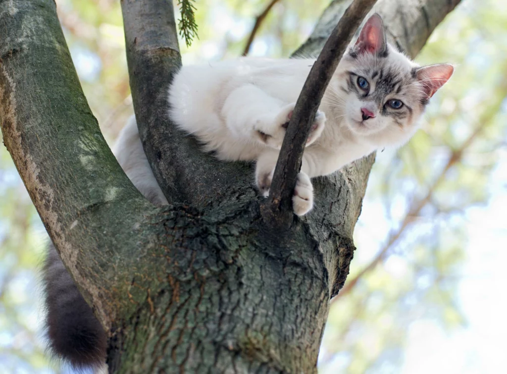 A Birman kitten is perching on a trunk of a tree.